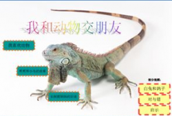 动物交视频,自然界的繁衍奇观揭秘